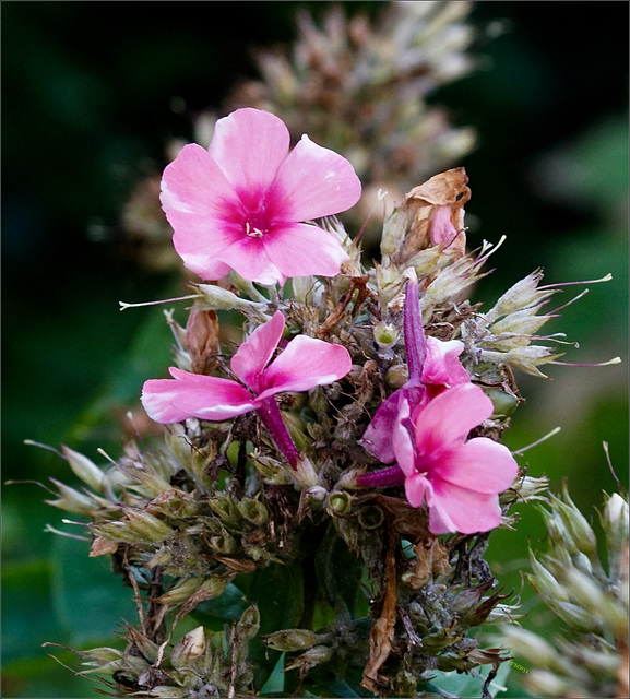 Pink Littles