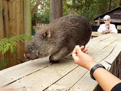 Waddles the wombat ambassador