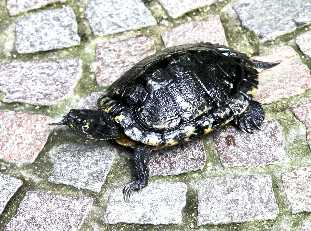 Wasserschildkröte