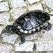 Wasserschildkröte