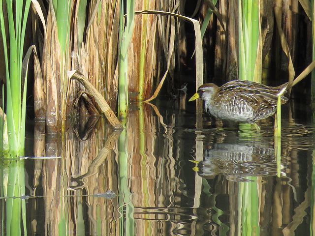 Sora with reflections