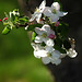 Apple Blossoms 4
