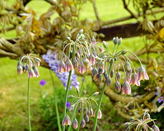 Nectaroscordum Siculum