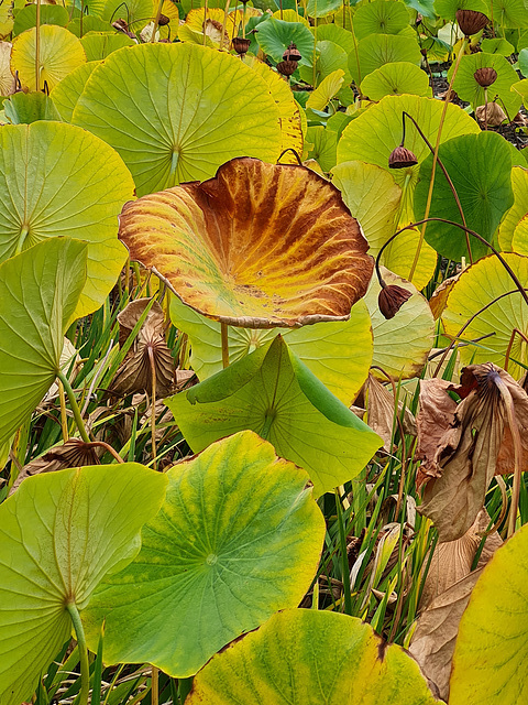 Lotus leaf