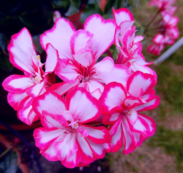 Hängepelargonie