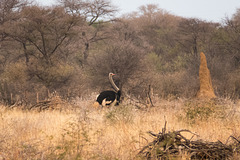 Namibia-0711