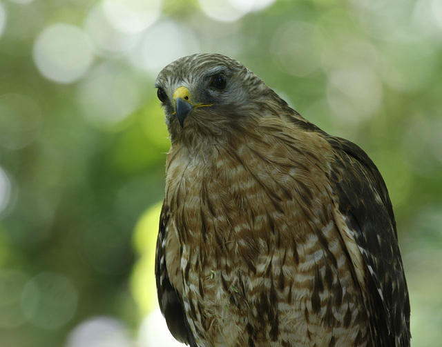 buse à épaulettes / red-shouldered hawk