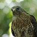 buse à épaulettes / red-shouldered hawk