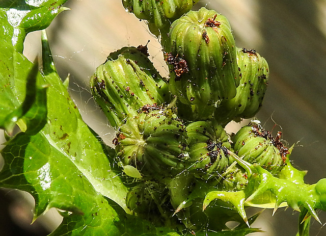 20230605 0636CPw [D~LIP] Raue Gänse-DISTEL (Sonchus asper), Blattlaus, Bad Salzuflen