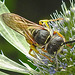 20230722 2877CPw [D~LIP] Mannstreu, Bienenwolf (Philanthus triangulum), BS