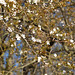 Frühe Blüten