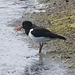 5T2A7518 Oystercatcher-1
