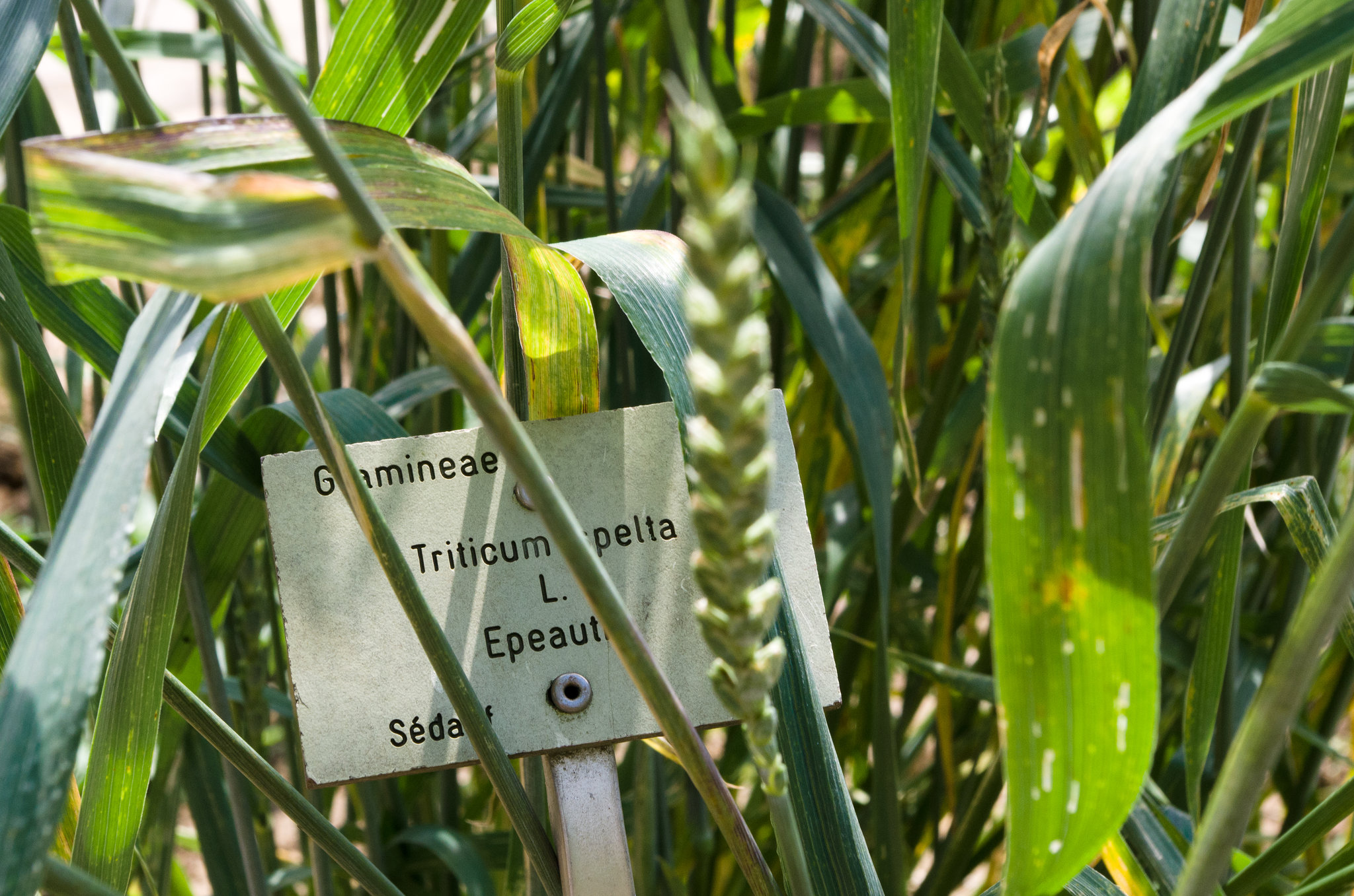 Triticum spelta in the Physic Garden at Caen