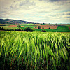 Fields in springtime.