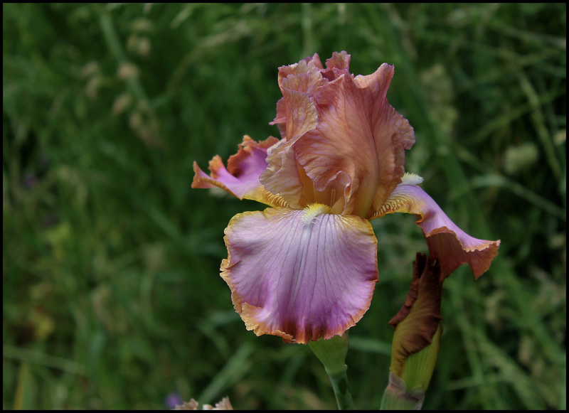 Iris Afternoon Delight