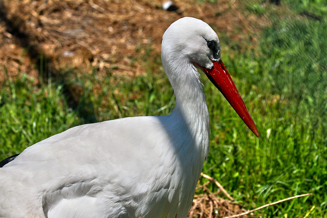 Quand passe la cigogne ...