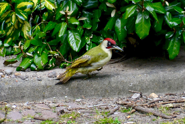 European Green Woodpecker