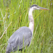 Great Blue Herons