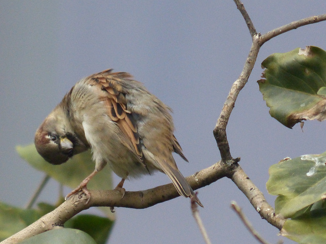 Montreal Sparrow (3) - 13 November 2017