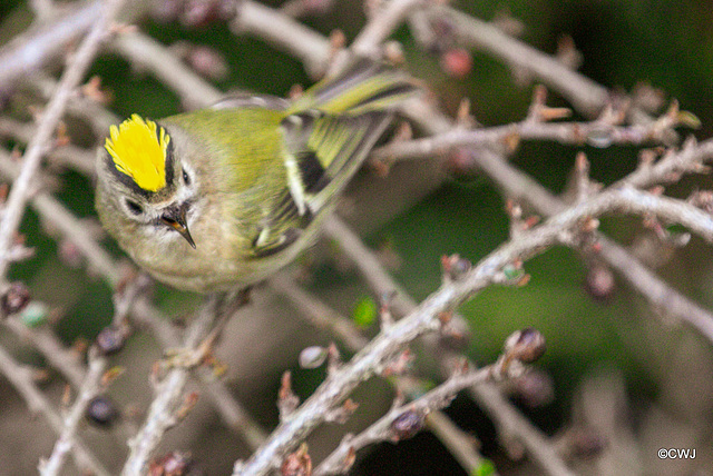 The Goldcrest family are back in residence