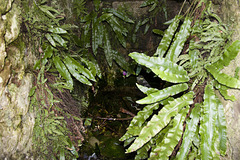 St Davids Well