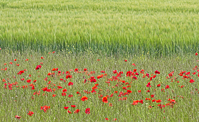 Red and Green (and a bit of Yellow)