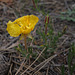 Oenothera stricta, Yellow evening primrose, Page USA L1010626
