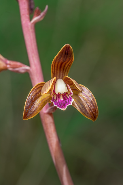 Hexalectris spicata (Crested Coralroot orchid)