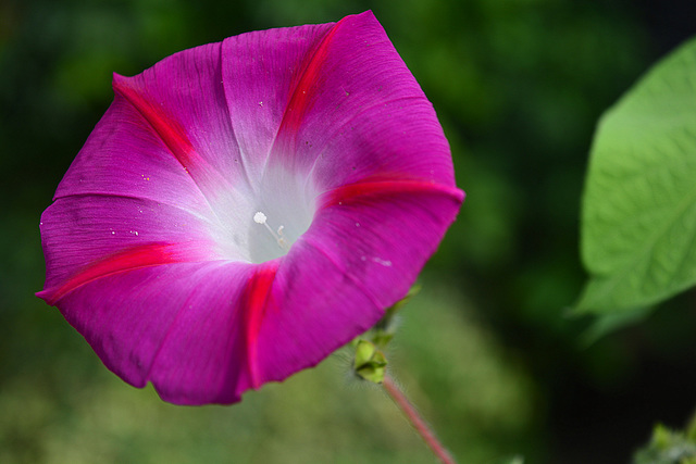 Ipomoea purpurea