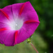 Ipomoea purpurea