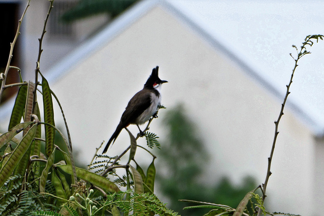 La Ravine-des-Cabris (974) Ile de la Réunion. 29 mars 2020. Bulbul Orphée.