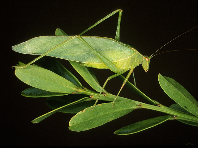 Caedicia sp. (Tettigoniidae)