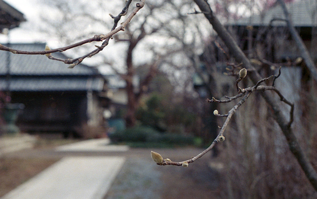 Magnolia buds