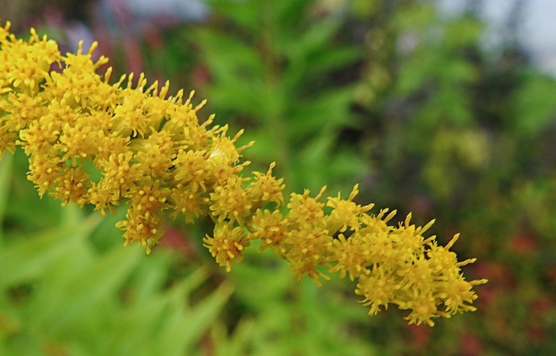 20210907 2798CPw [D~LIP] Kanadische Goldrute (Solidago canadensis), Bad Salzuflen