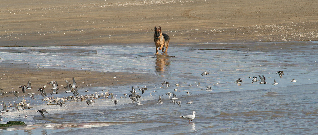 Chien à l'arrêt