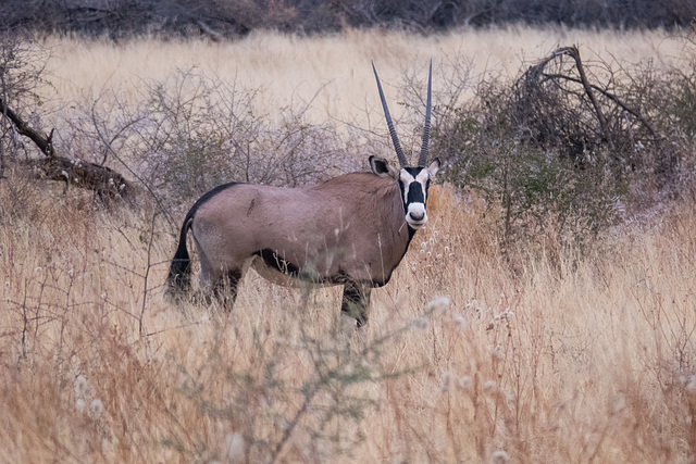 Namibia-0715