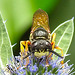 20230722 2894CPw [D~LIP] Mannstreu, Bienenwolf (Philanthus triangulum), BS