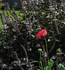 Mohn trifft Basilikum