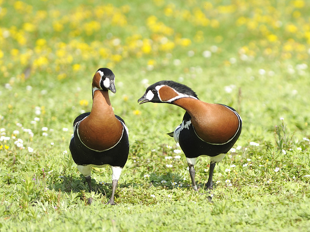 Red Breasted Goose