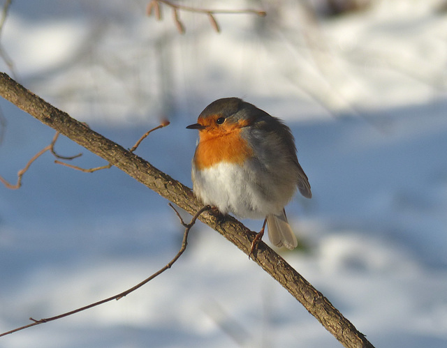 Rougegorge familier    (Erithacus rubecula)