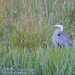 Great Blue Herons