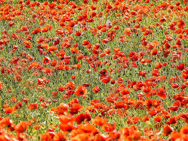 20170518 1611CPw [A+H] Klatsch Mohn (Papaver rhoeas), Neusiedler See