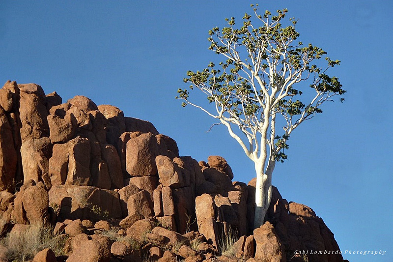 the white tree