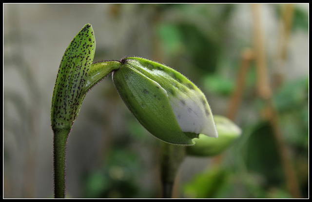 Paphiopedilum Boliviana  (1)