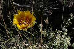 Opuntia phaeacantha, Tulip prickly pear, Prickly pear cactus, Grand Canyon USA L1010409