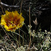 Opuntia phaeacantha, Tulip prickly pear, Prickly pear cactus, Grand Canyon USA L1010409