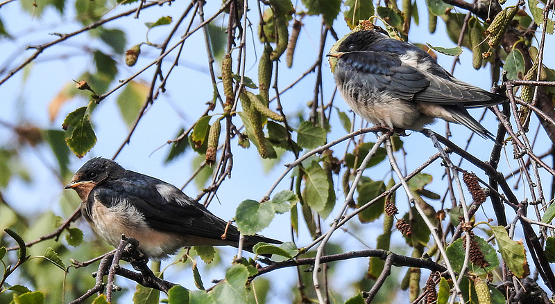 20190908 6083CPw [D~NVP] Hänge-Birke (Betula pendula), Rauchschalbe [JV], Zingst