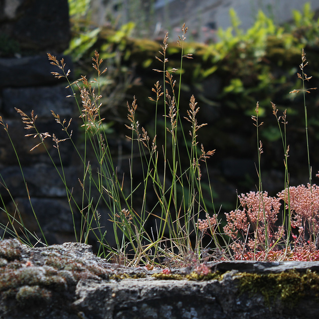 Poa compressa