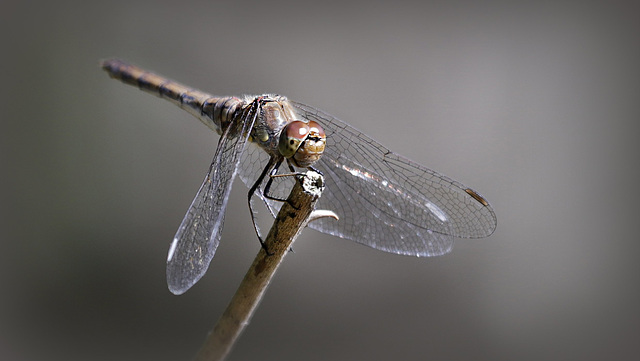 Sympetrum