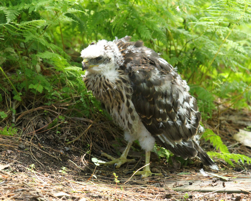 jeune épervier de Cooper / young Cooper's hawk